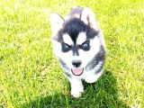 Maskeli Sibirya Kurdu Husky Yavrular