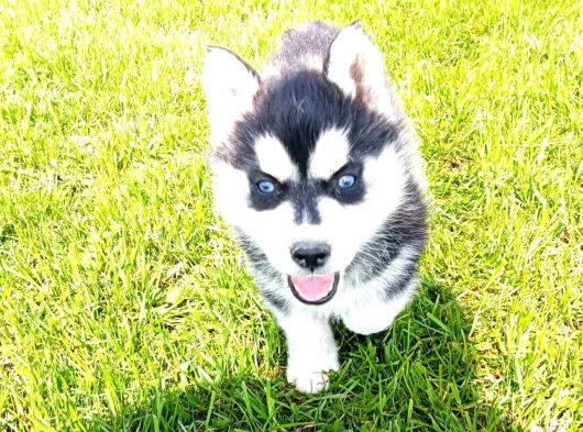 Maskeli Sibirya Kurdu Husky Yavrular görsel