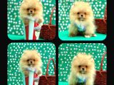 Orji̇nal Pomerani̇an Boo Çocuklar