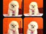 Orji̇nal Pomerani̇an Boo Çocuklar
