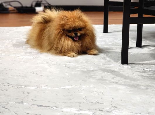 Bir Buçuk Yaşında Efsane Dişi Pomeranian  görsel