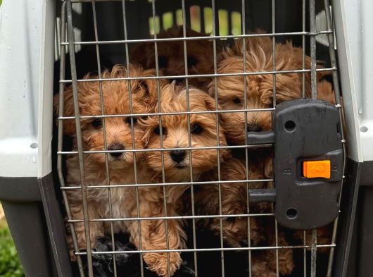 Honey Morkie Micro Boys Bebekler görsel