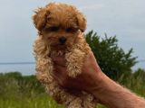 Honey Morkie Micro Boys Bebekler