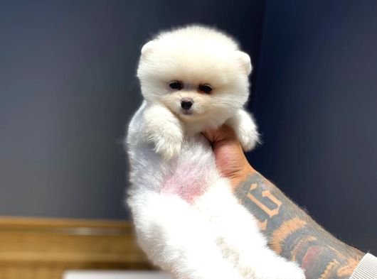 Ruhsatlı Işletmeden Pomerinian Yavrularımız görsel
