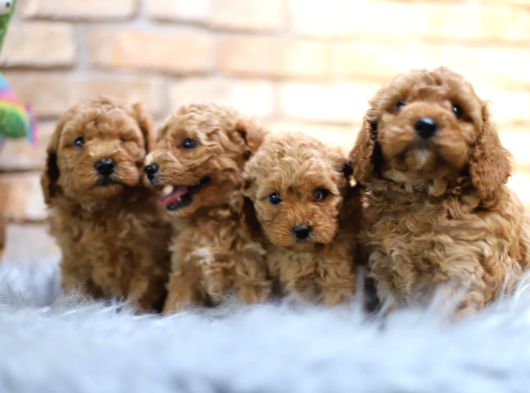 Poodle Yavrular Yeni Evlerine Hazır görsel