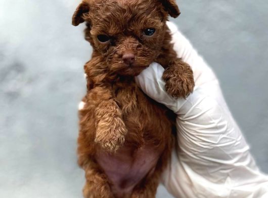 Kore Red Poodle Yavrularımız Ruhsatlı Çiftlıyımızden görsel