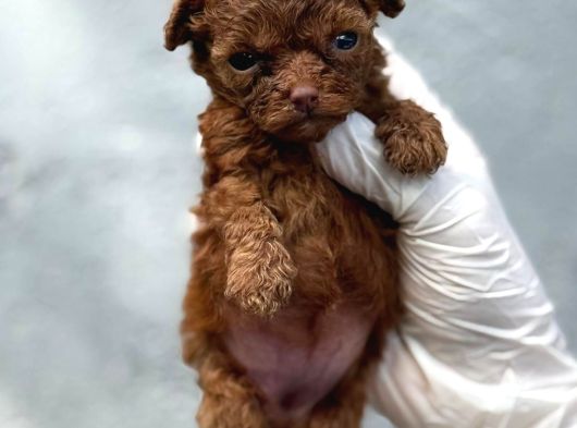 Kore Red Poodle Yavrularımız Ruhsatlı Çiftlıyımızden görsel