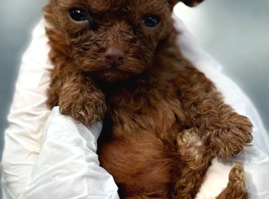 Kore Red Poodle Yavrularımız Ruhsatlı Çiftlıyımızden görsel