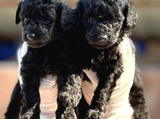 Sıyah Tıcap Poodle Bebişler görsel