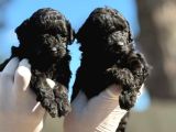 Sıyah Tıcap Poodle Bebişler