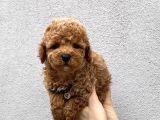 KORE KAN TOY POODLE YAVRULARIM