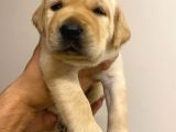 Irk Ve Sağlık Garanti̇li̇ Labrador Yavrularim