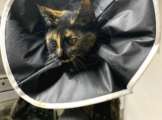 Muhtaç Di̇şi̇ Yavru Teki̇r Kedi̇ İçi̇n Aci̇l Yuva Araniyor