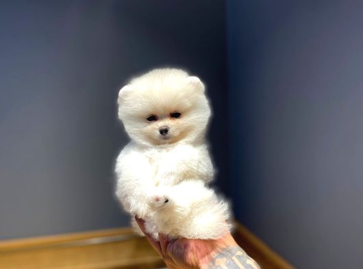 Ruhsatlı Işletmeden Pomerinian Yavrularımız görsel