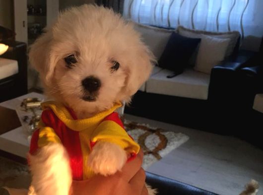 En Güzel Mini Boy A Kalite Kore Kan  Maltes Terrier Yavrular görsel