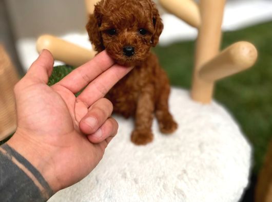 Micro Kore Poodle Yavrumuz görsel