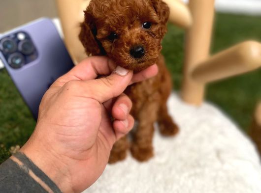 Micro Kore Poodle Yavrumuz görsel