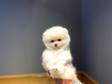 Ruhsatlı Işletmeden Pomerinian Yavrularımız