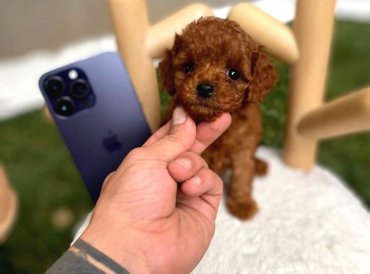 Micro Kore Poodle Yavrumuz