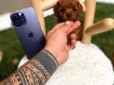 Micro Kore Poodle Yavrumuz
