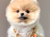 Rengarenk Pomerinian Yavrularımız