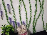 İlk Aşilari Yapilditelime Hazır Tospik
