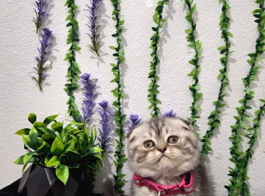 İlk Aşilari Yapilditelime Hazır Tospik görsel