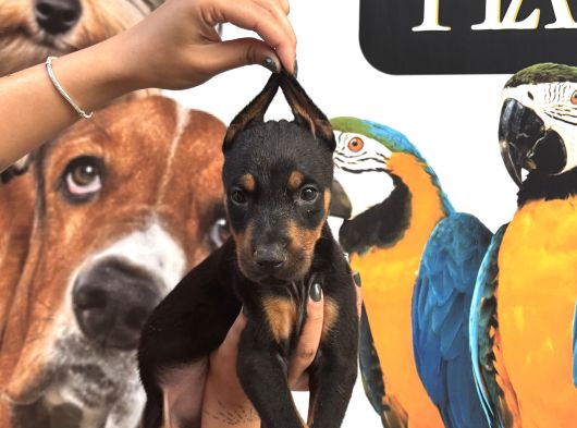 Irk Ve Sağlik Garanti̇li̇ Ki̇ng Doberman Yavrularim görsel