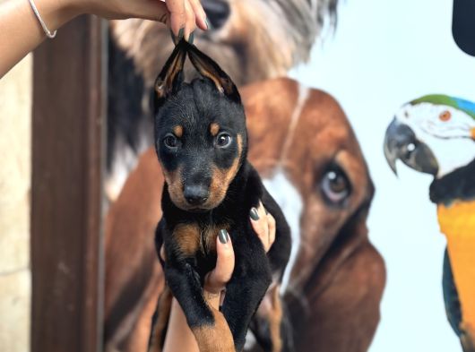 Irk Ve Sağlik Garanti̇li̇ Ki̇ng Doberman Yavrularim