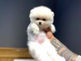 Ayı Surat Tecaup Kore Pomeranian Yavrumuz