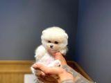 Ayı Surat Tecaup Kore Pomeranian Yavrumuz