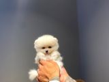Ayı Surat Tecaup Kore Pomeranian Yavrumuz