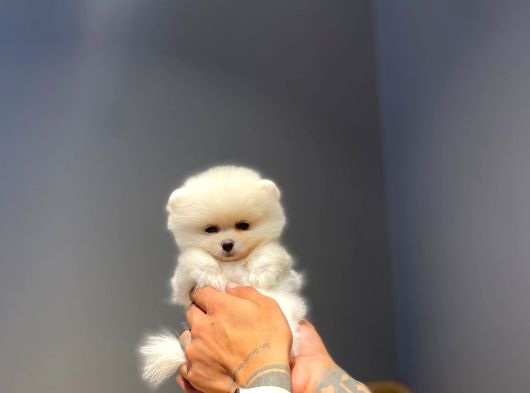 Ayı Surat Tecaup Kore Pomeranian Yavrumuz görsel