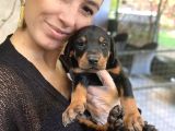 Doberman yavrularım sağlık ve ırk garantilşdş
