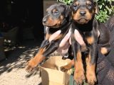 Doberman Yavrularım Sağlık Ve Irk Garantilşdş