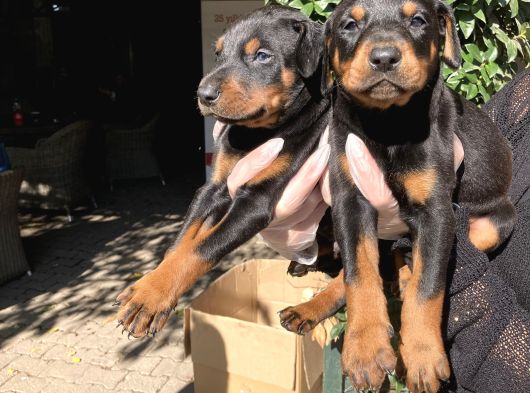 Doberman Yavrularım Sağlık Ve Irk Garantilşdş görsel