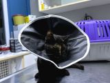 Muhtaç Di̇şi̇ Yavru Teki̇r Kedi̇ İçi̇n Aci̇l Yuva Araniyor