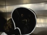 Muhtaç Di̇şi̇ Yavru Teki̇r Kedi̇ İçi̇n Aci̇l Yuva Araniyor