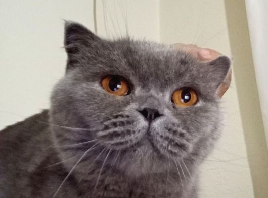 Sahiplendireceğim Arı Irk Bri̇tsh Shorthai̇r Kedi