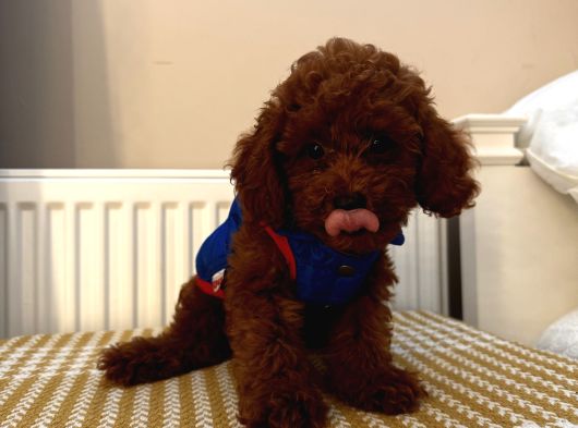 Muhteşem Toypoodle Bebekler görsel
