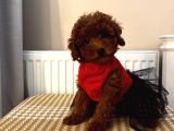 Muhteşem Toypoodle Bebekler