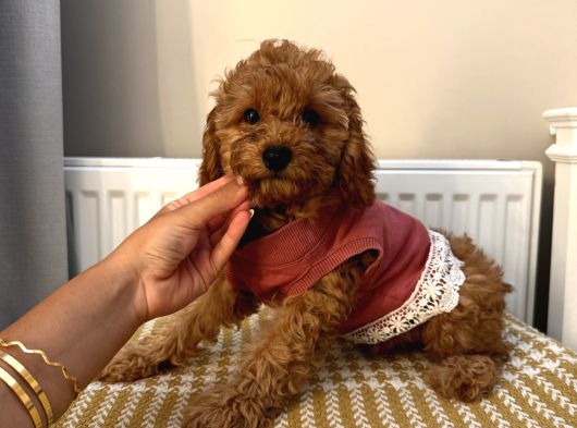 Muhteşem Toypoodle Bebekler