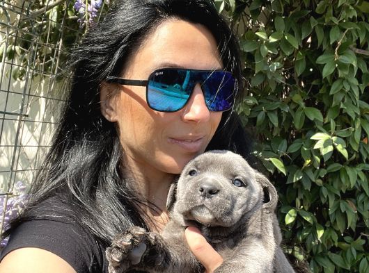 Cane Corso Yavruşarım Sağlık Ve Irk Garantilid görsel