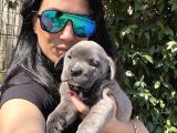 Cane corso yavruşarım sağlık ve ırk garantilid