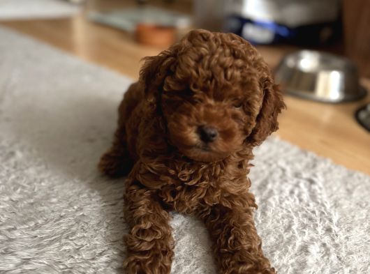 Kore Kan Toy Poodle Yavrularim