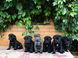 Irk Ve Sağlik Garanti̇li̇ Cane Corso Yavrularim