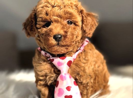 Kore Poodle Yavrular