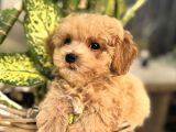 Apri̇cot Renk Malti̇poo Yavrular