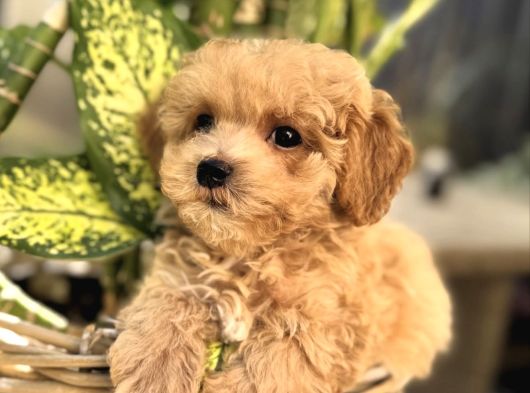 Apri̇cot Renk Malti̇poo Yavrular görsel
