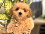 Apri̇cot Renk Malti̇poo Yavrular